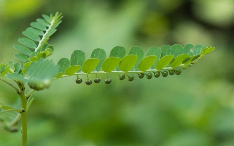 Close-up of plant stem with green seeds and leaves.