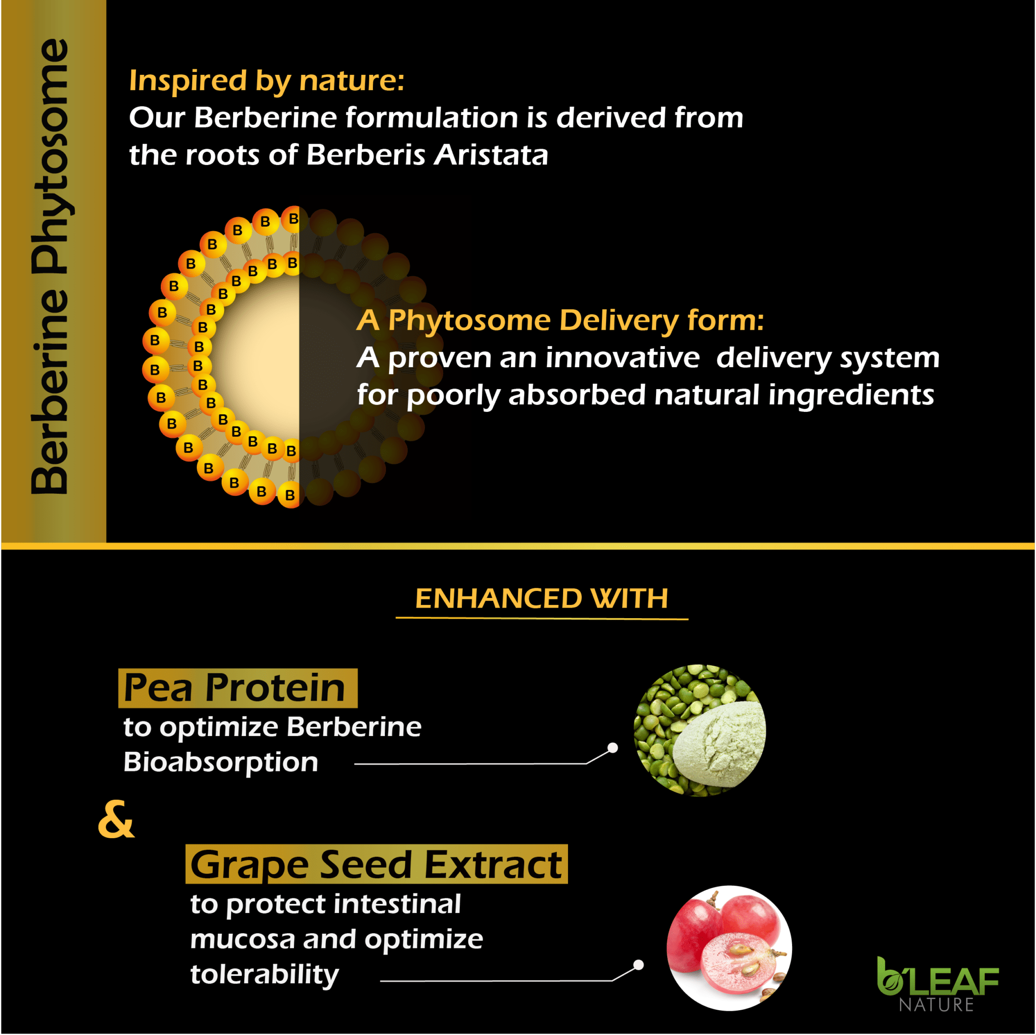 Berberine Phytosome For Optimal Blood Sugar - Order It Today!