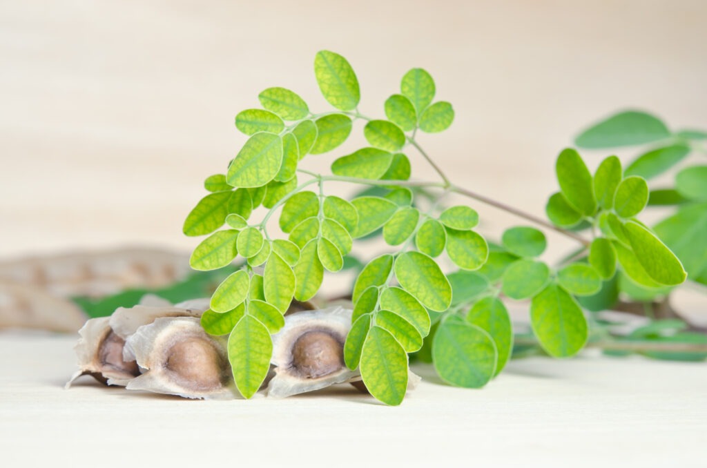 Benefits of Moringa leaf capsules, Should I take Moringa leaf or seed?